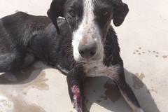 Forum Animalista Andria, venerdì 23 settembre ore 20 riunione con tutti i soggetti interessati
