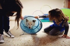Una giornata con la pet therapy per la RSA "Madonna della Pace " e la RSSA "Madonna delle Grazie"