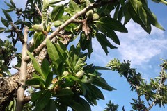 Risarcimento calamità naturali in agricoltura, Losito (IDEA-Cambiamo): "Quanto tempo bisognerà attendere?"