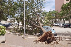 Tragedia sfiorata in viale Olanda: grosso albero si schianta su una autovettura in sosta