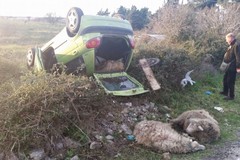 Rubano pecore e si ribaltano con l'auto sulla SS 170