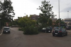Per il vento forte cadono alberi su via Montegrappa e zona INPS