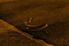 Andria, serpente attraversa piazza Trieste e Trento