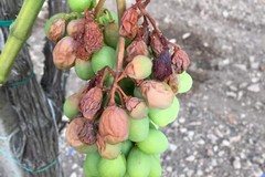 Siccità e caro gasolio mettono in ginocchio l'agricoltura pugliese