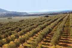 Xylella, scattano nuove misure obbligatorie della lotta al vettore