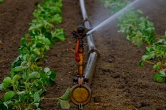 Crisi idrica: arriva un milione di metri cubi di acqua per l'agricoltura della BAT