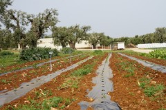 Settimana della biodiversità pugliese: oltre 20 appuntamenti per la 3^ edizione