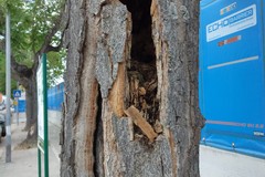 Numerosi ailanti infestati dalla carie: urge estirparli