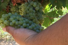 Vendemmia: aumenta la produzione pugliese, ma cresce anche la preoccupazione per i prezzi bassi dell’uva