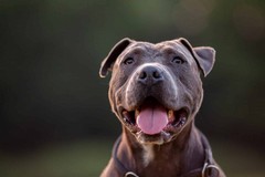 Tre pittbull sequestrati nella campagne di Andria
