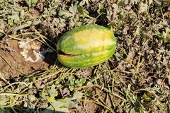 Caldo intenso: angurie cotte dal sole marciscono nei campi