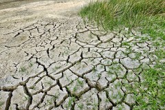 Caldo record, agricoltura allo stremo: incontro urgente con il prefetto della Bat Valiante