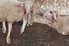 E dopo i cinghiali adesso è allarme lupi sulla Murgia: centinaia le pecore e capre sgozzate