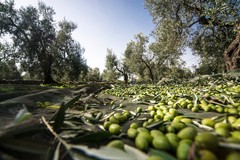 Alla vigilia della campagna olivicola, bottiglie di olio venduto a meno di 2 euro