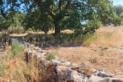 Santa Barbara: ultimi lembi di un bosco di querce maestose