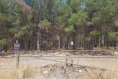 Puglia: 110 mln per investire nelle aree forestali