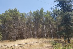 “Foreste di Puglia”, cresce la risposta dei territori: 13 progetti presentati dalla Bat