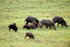 Gestione cinghiali, il Parco dell’Alta Murgia convoca in riunione le associazioni agricole
