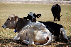 Attacco al Made in Italy: etichette allarmistiche e stop promozione per carne, salumi e vino