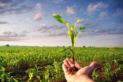 Biologico: la Puglia supera i 318mila ettari bio e si conferma al top in Italia