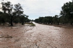 Bilancio shock in agricoltura per allagamenti e smottamenti