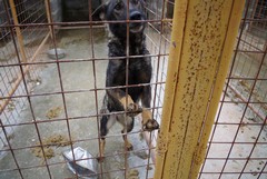 OIPA: «Per Natale adottiamo un cane o un gatto abbandonati piuttosto che quelli acquistati»