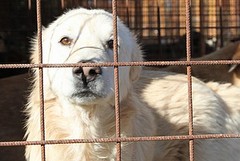 Vicenda Dogs's Hostel, anche la Lega del Cane ricorre agli avvocati