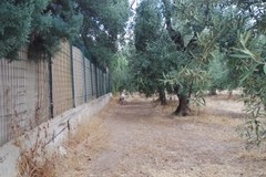 Due cani Corso da combattimento di colore grigio chiaro avvistati nella zona del SS. Salvatore