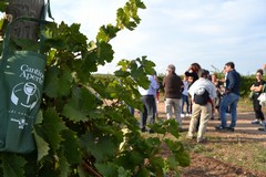 Cantine aperte in vendemmia: Rivera e Conte Spagnoletti Zeuli ad Andria