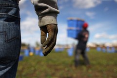 Caporalato, la Uila chiede l'attuazione del protocollo regionale