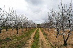 Settimo censimento generale dell’agricoltura: saranno coinvolti anche i Centri di Assistenza Agricola