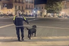 Fioccano le multe da parte della Polizia Locale per la "mala movida" nel centro storico