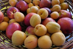 Più frutta e meno caffè: ecco la dieta salva esami per la maturità 2024