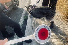 Nuovo giro di vite della Polizia locale sulla conduzione dei cani e raccolta delle deiezioni