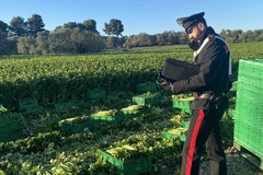 Sicurezza in agricoltura. Confagricoltura Bari-Bat: “Bene i controlli, ma norme di riferimento inadeguate al lavoro agricolo”
