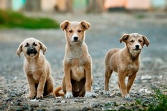 Proteggi il tuo amico, estate 2018: i consigli della Lega Nazionale per la Difesa del Cane