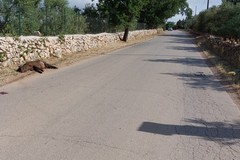 Prime macellazioni dei cinghiali presenti nel parco dell'alta Murgia: adesso di passa alla commercializzazione