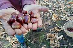A causa del gran caldo crolla di oltre il 90% la raccolta di castagne