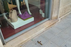 Cani con padroni incivili: da via Regina Margherita proteste per richiamare all’educazione