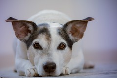 Via libera in giunta al progetto di fattibilità di un rifugio per cani