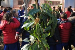 Festa dell'Albero: le scuole "abbracciano" la natura