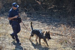 CANOSA | Scomparsa Vassalli, al lavoro i cani molecolari della Polizia