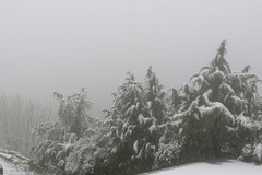 Inizio di primavera con neve e freddo: rischio gelate in campagna per frutti e ortaggi