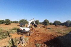 “Xylella fastidiosa”, piano di azione contro il batterio nel Comune di Andria