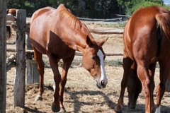 Carne equina, Confagricoltura Bari-BAT: “No a divieti ideologici"