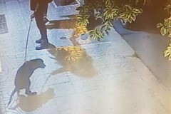 Non pulisce i bisogni del cane. Sanzionato padrone