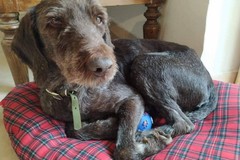 Ad Andria smarrito un cane di razza Drahthaar