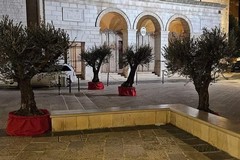 Frantoiani e agricoltori andriesi adottano alberi di ulivo