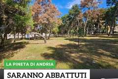Addio a cento pini in pineta. L'associazione 3Place torna sul tema abbattimento