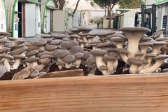Alimentazione: cresce il consumo dei funghi pugliesi, con il cardoncello apprezzato in tutta Italia